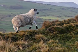 Lively Ewe by Mark Ollier